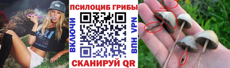 Купить где  Керчь  Псилоцибиновые грибы прущие грибы 